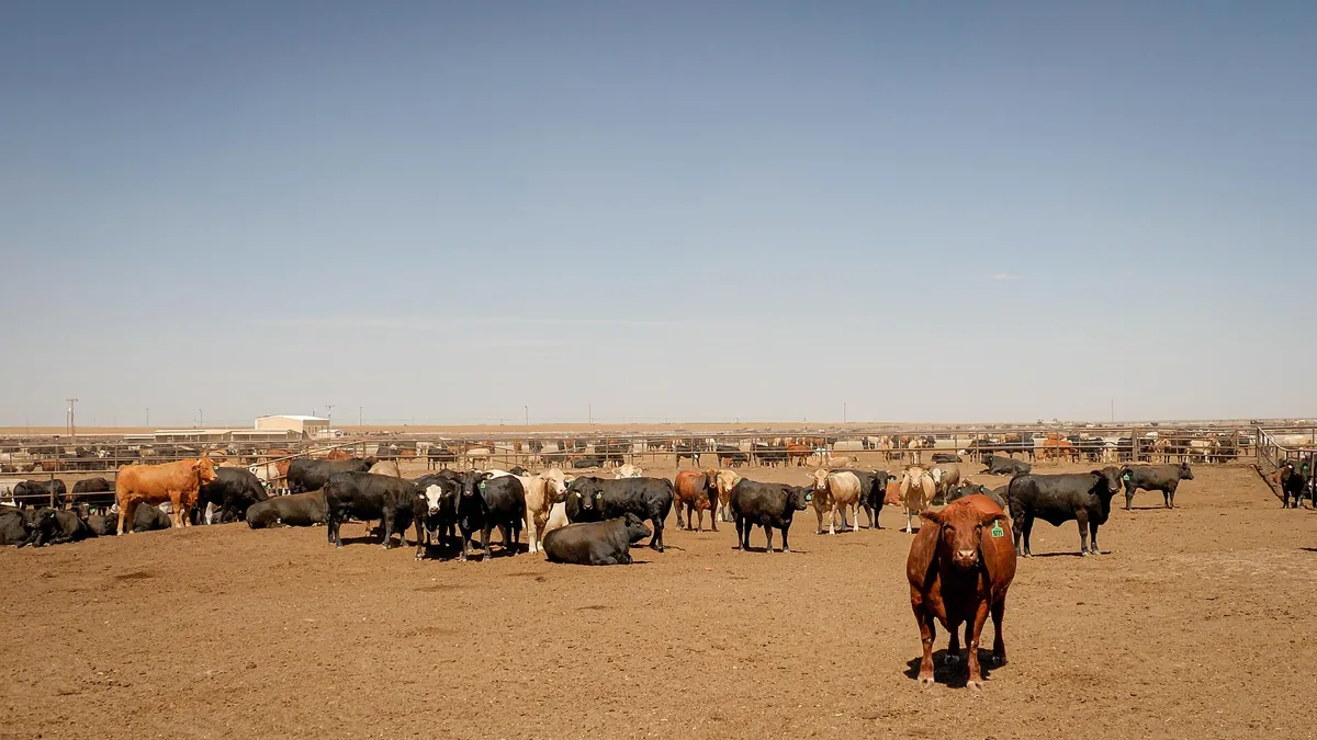 Cattle in feedlot pens near Canyon, Texas